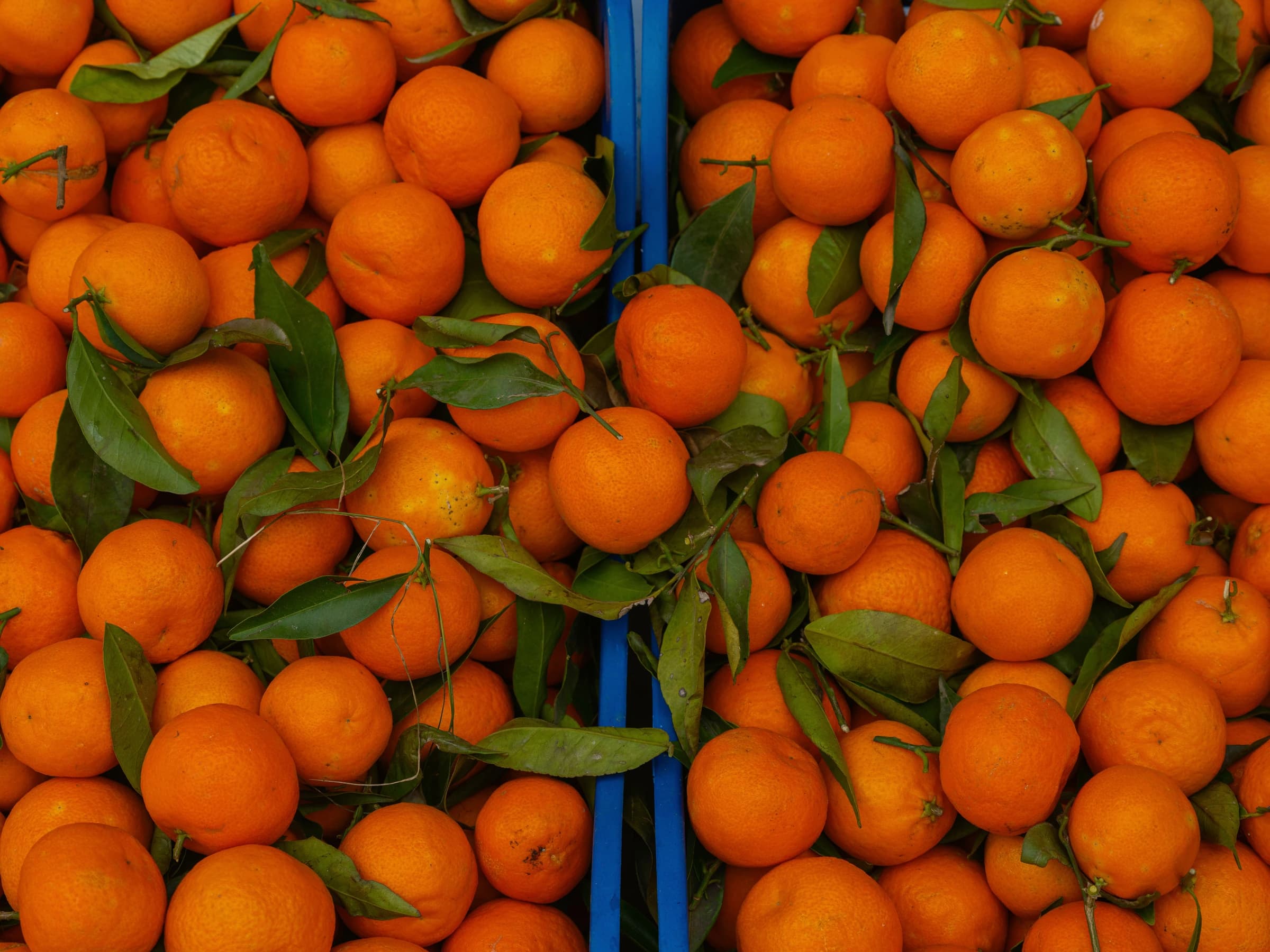 Satsuma Mandalina