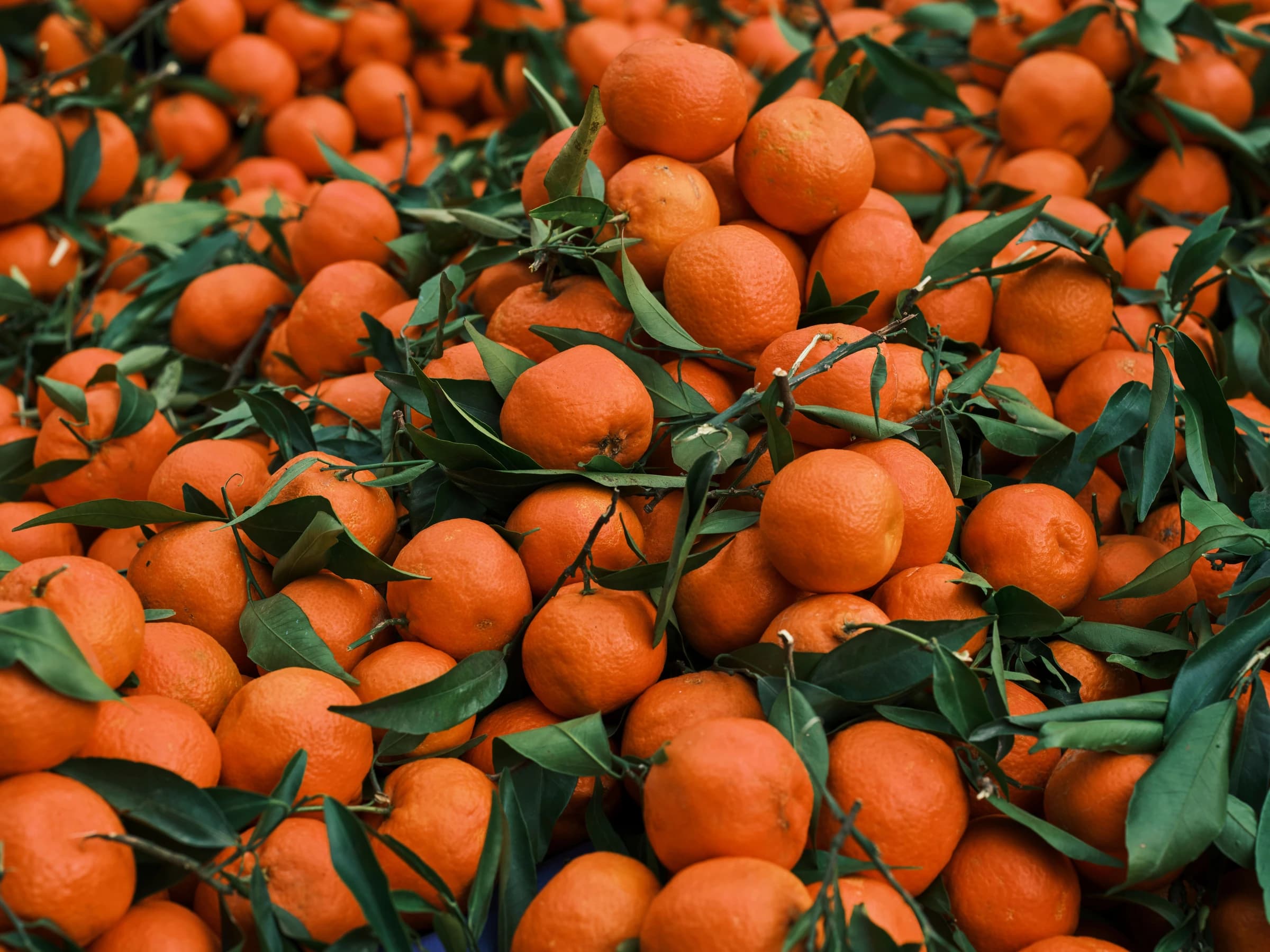 Mandalina Ağaçları